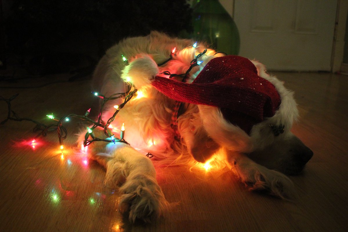 One more sleep until Santa 🎄