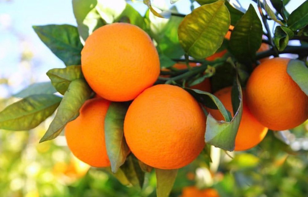 passport_sd's tweet image. We’re seeing a lot of oranges ripe for picking this time of year in San Diego! Why do they smell so good? @fleetscience can tell you, check out their page for the answer! 

Visit this link for a discount: passporttosandiego.com/company/fleet-…

#fleet #fleetsciencecenter #sandiego