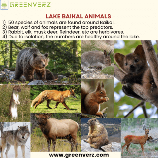 Greenverz1's tweet photo. Lake Baikal..
The animals around lake Baikal represent a healthy ecosystem.
#lakebaikal #baikal #largestlake #russianlake #siberia #travel #traveltobaikal #freshwaterseals #largestriftlake #BaikalLake #Russia #Siberia #Tourism https://t.co/ppqz5olHpA
