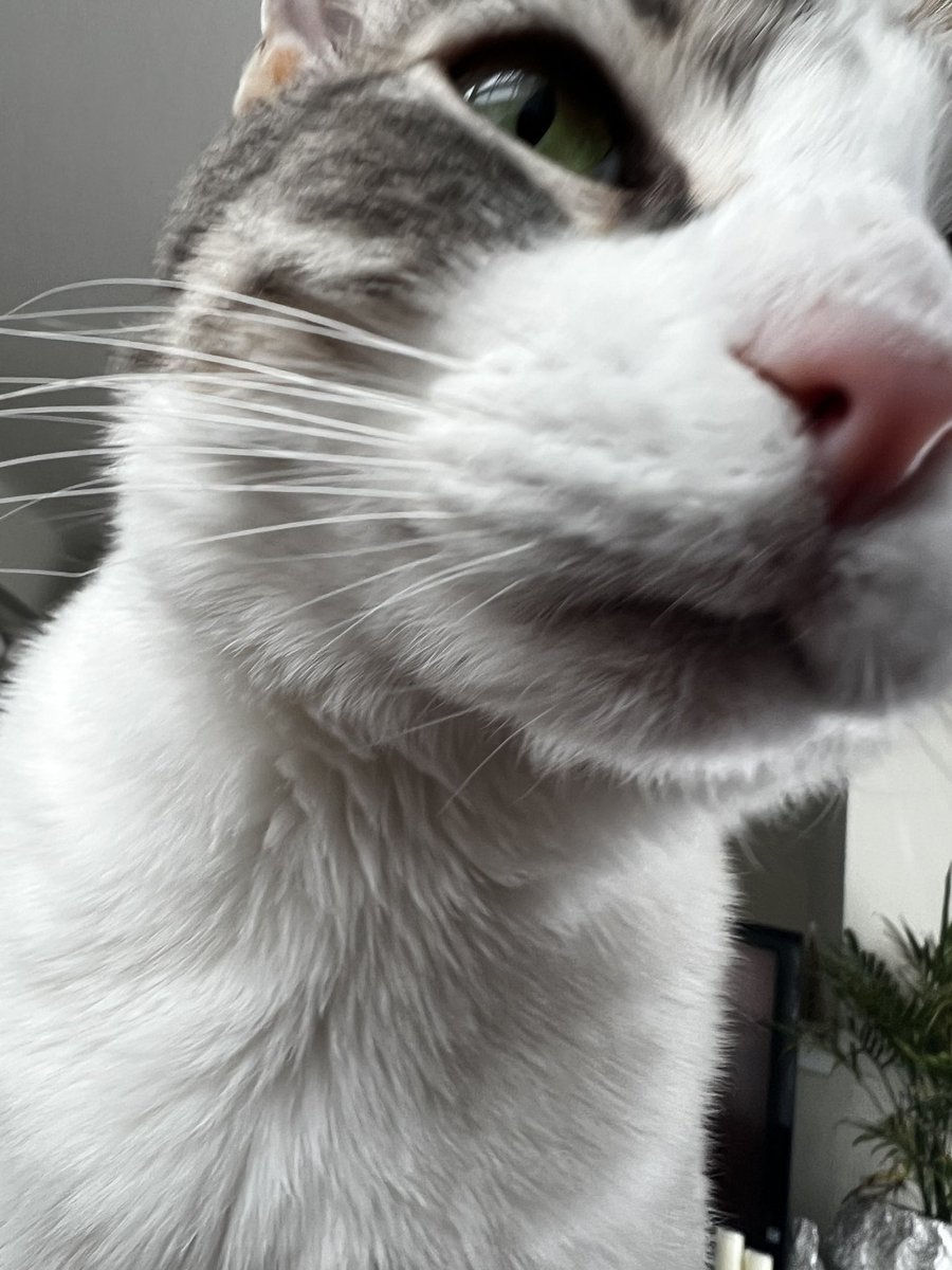 KingDavid318's tweet photo. When we got our kitty boys, we were told they were about 13 months old, but their exact birthdays were unknown. So instead, we celebrate their b-day on the day of their namesake’s b-day. Please join me in wishing a Happy Birthday to Lemmy! @myMotorhead #MrPinkNose #LemLem #Lembo https://t.co/a7imKhR2zU