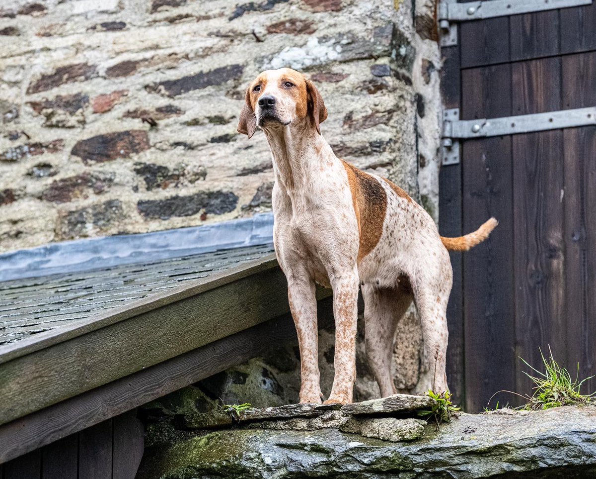 lurcherwork's tweet image. #hounds #englishfoxhound #huntingwithdogs #keephunting