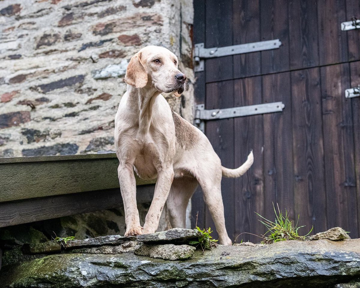 lurcherwork's tweet image. #hounds #englishfoxhound #huntingwithdogs #keephunting