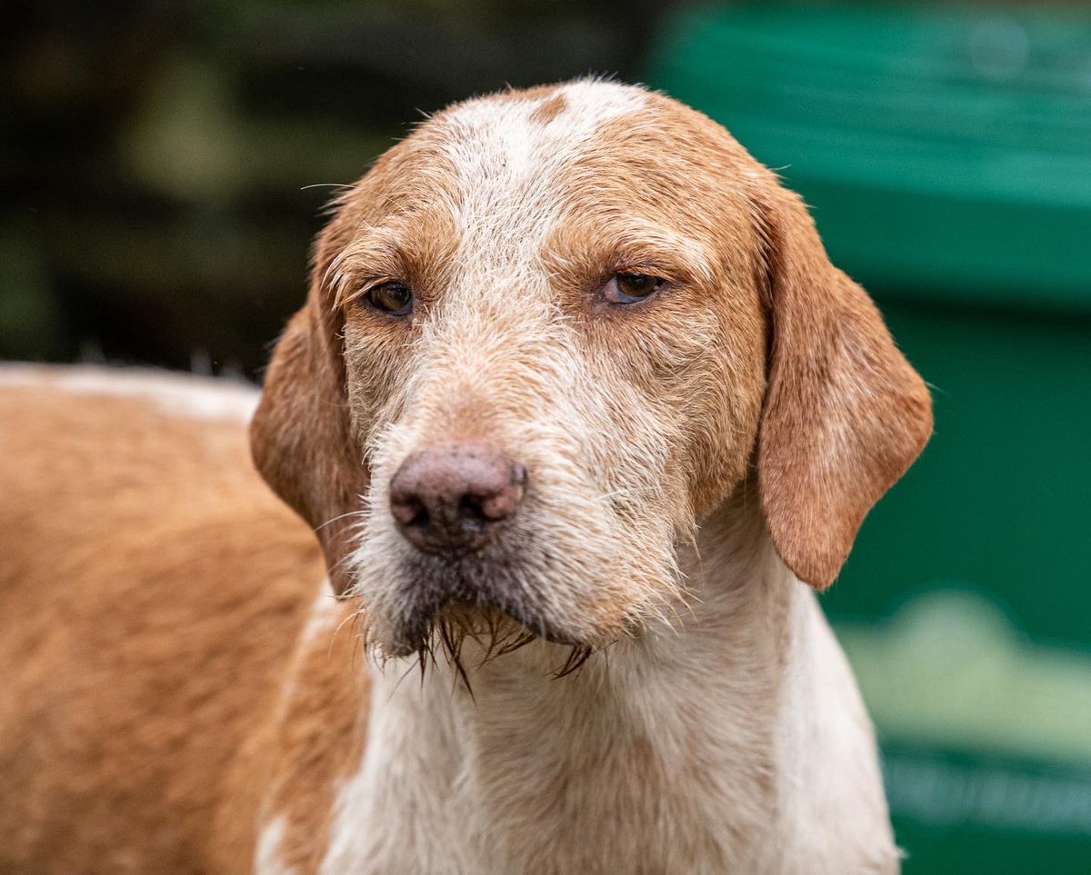 lurcherwork's tweet image. #hounds #englishfoxhound #huntingwithdogs #keephunting