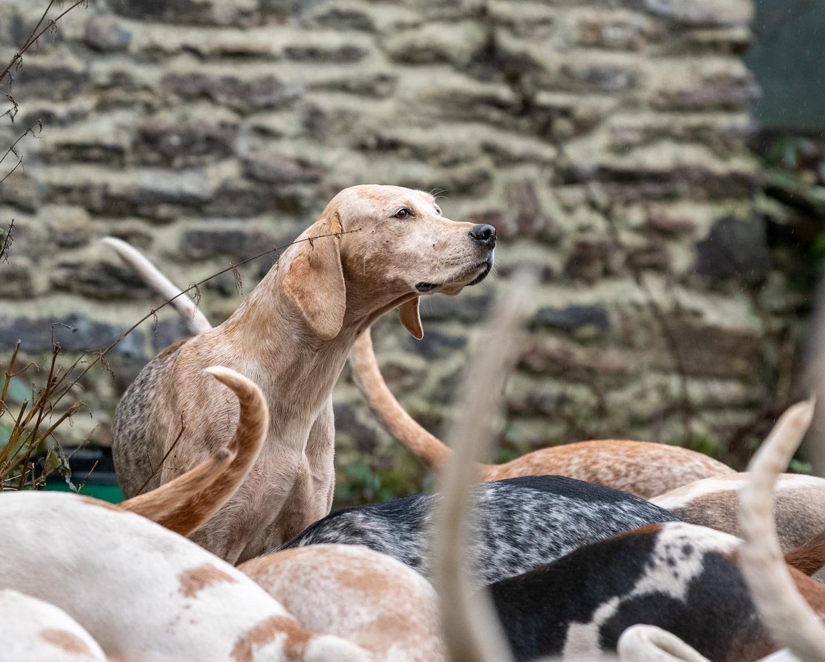 lurcherwork's tweet image. #hounds #englishfoxhound #huntingwithdogs #keephunting