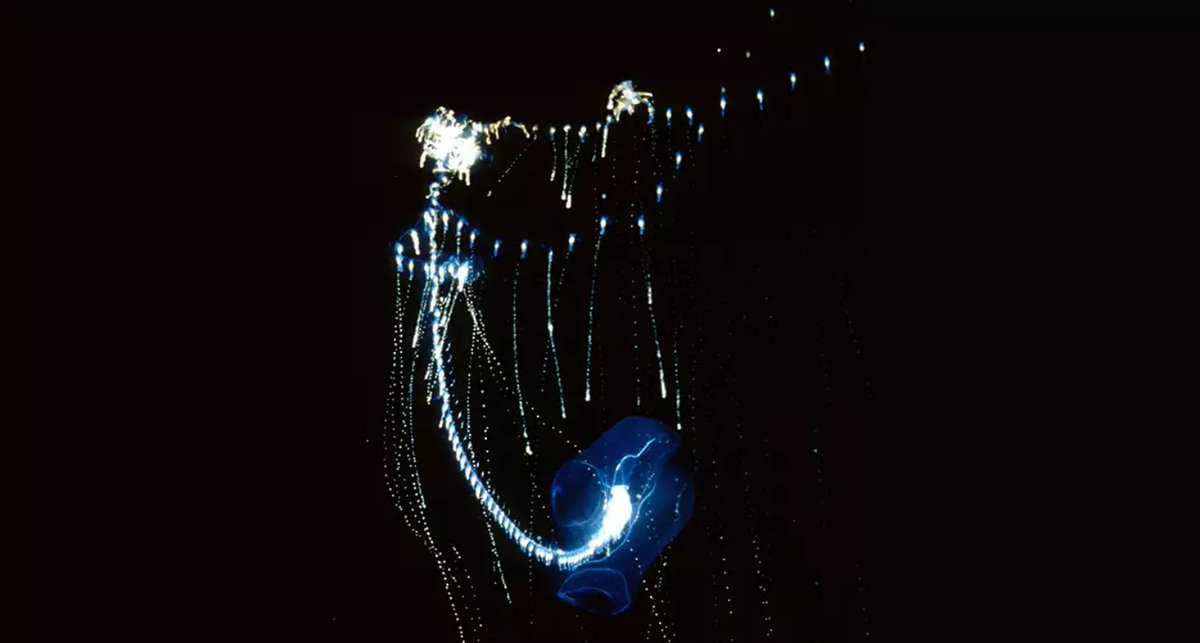 SERCinvasions's tweet photo. #8NightsofBioLights🕎 Meet the Lightbulb siphonophore, Rosacea spp! This deep sea dweller feeds on small crustaceans &amp; uses its deadly tentacles to lure prey. It pulls in its tentacles, giving it a lightbulb appearance, when moving to new feeding grounds. https://t.co/we2US2e4SZ https://t.co/f9tNnYQSJF