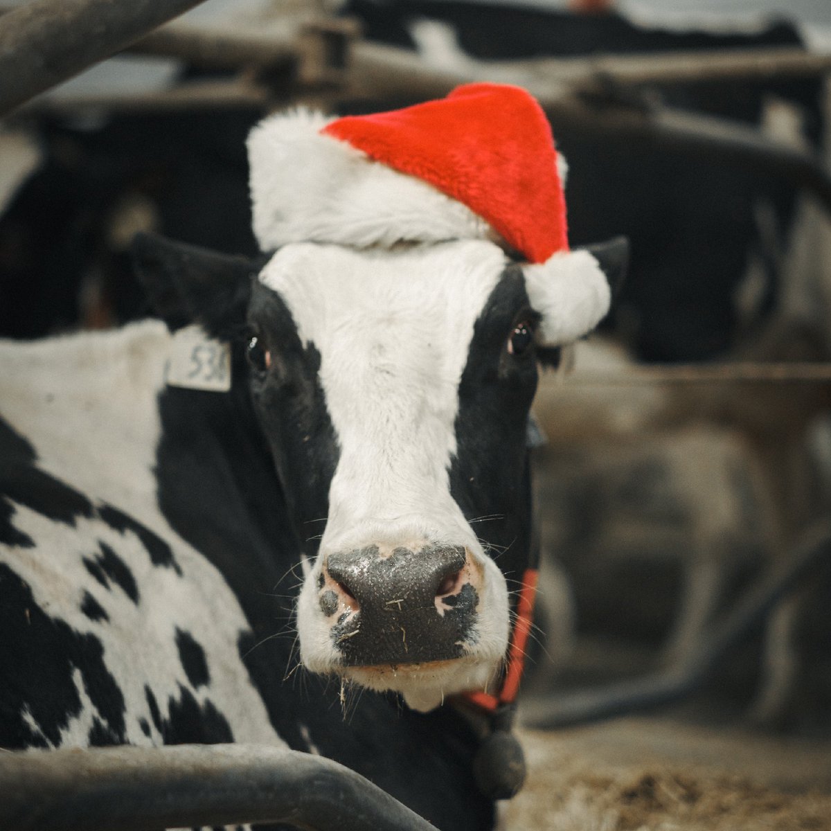 Dairy farming is full of tradition, new and old alike. For Lanna’s family, taking a family photo with one of the cows on Christmas Eve has become a wonderful holiday tradition. Happy holidays to all! Wishing you a safe and happy New Year. 

#AllFromAGoodPlace #AllAboutFarmers