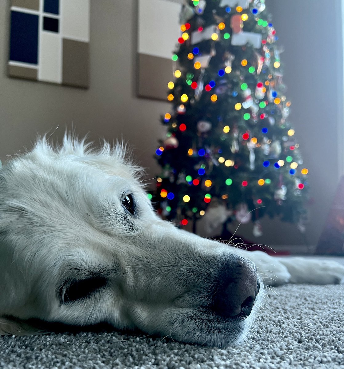 Layla the Dog tweet media