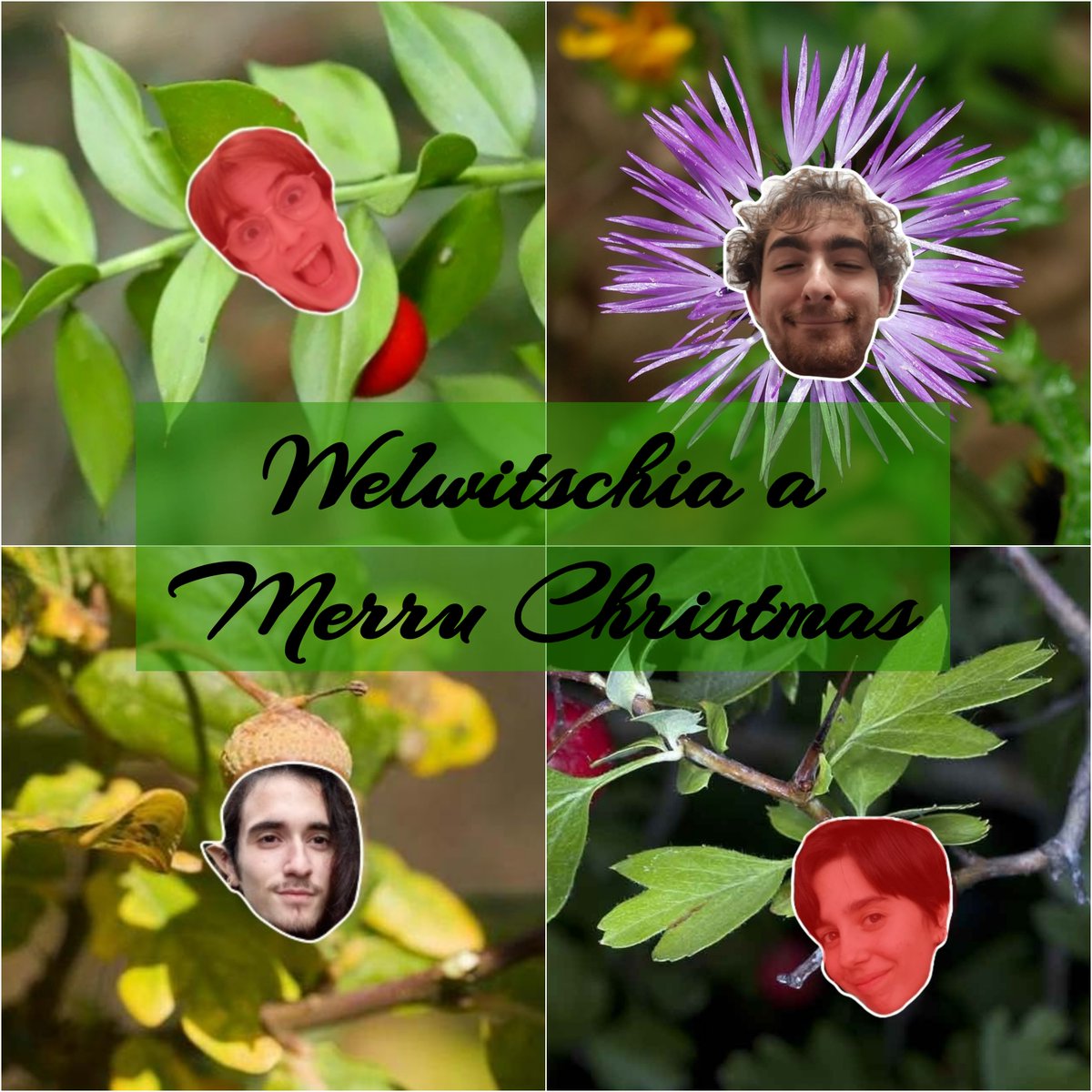 figueretta's tweet photo. Bon Nadal de part dels frikis de les plantes :)💚🌿 https://t.co/l78H8mA91v