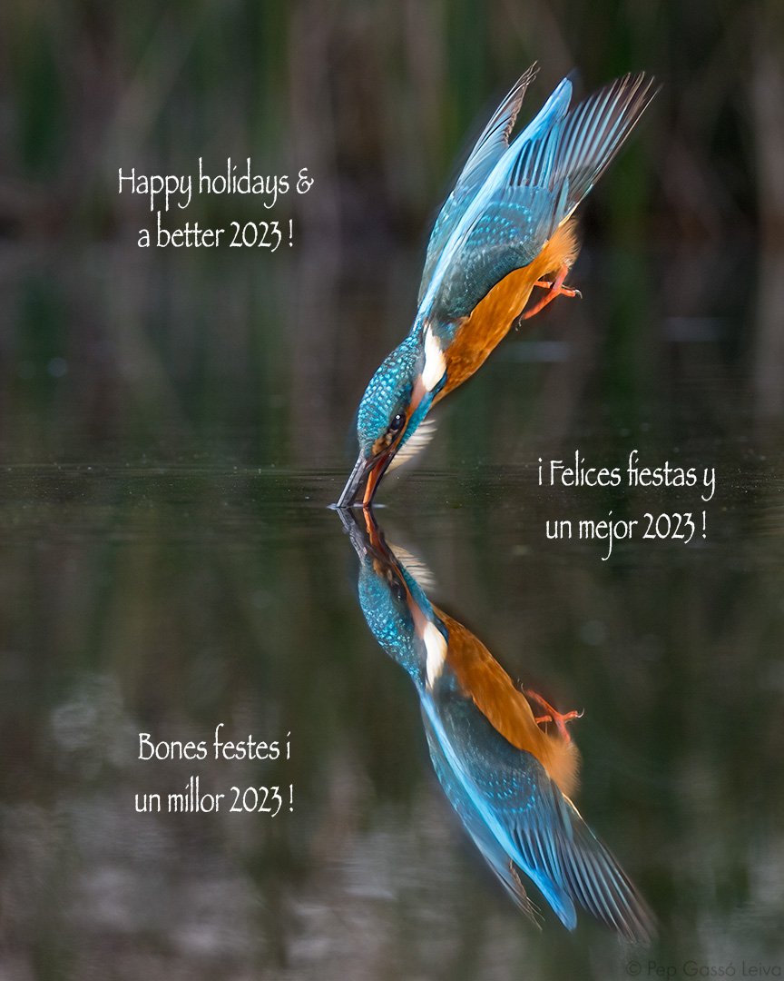 Pep Gassó tweet media