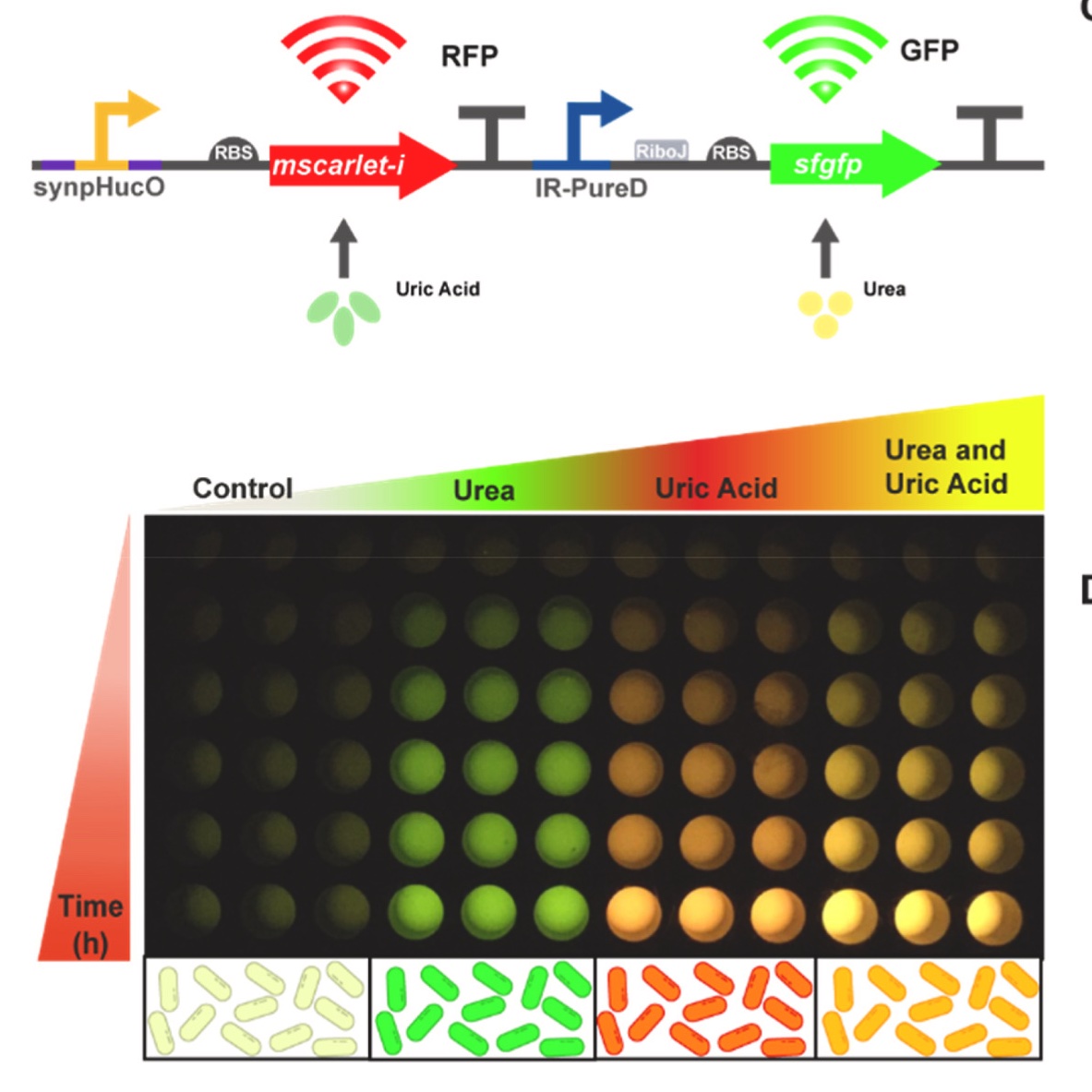 Urartu Şeker tweet media