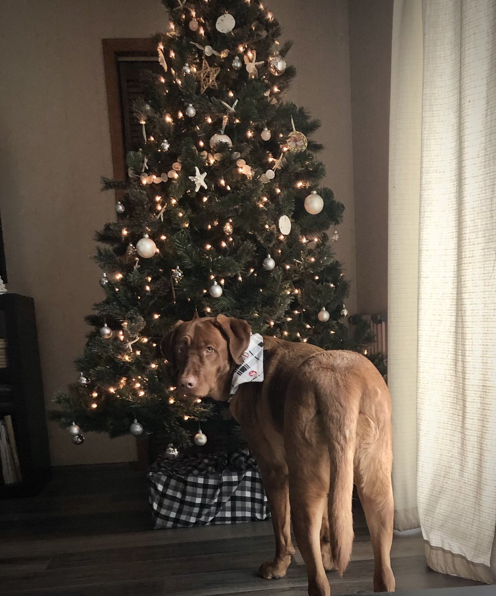 Rubydoobydog's tweet image. Whut?! 🤷‍♀️ Not doin nuffin. Jus a check of indoors tree. Me didn’t touch it. 😇