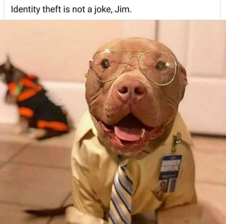 Heckin Good Dogs tweet media