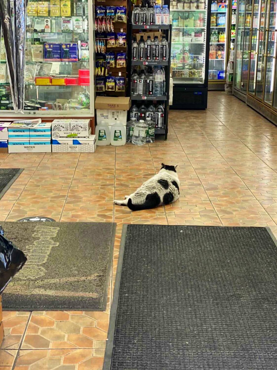 Bodegacats_'s tweet photo. https://t.co/Zs10g4khMb