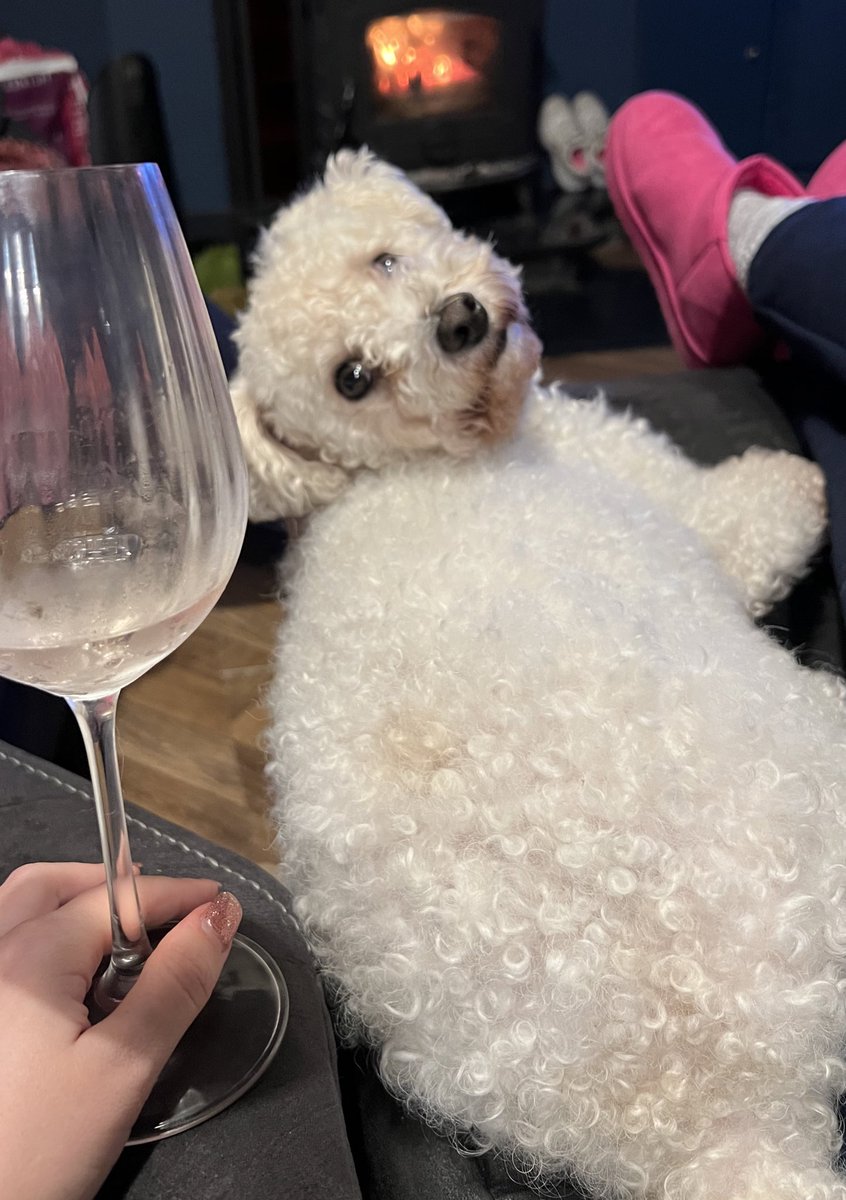 made0fglitter's tweet photo. @LaBreitheDonagh MONTY!!!! Lots of love (and side-eye) from cousin Hugo xx https://t.co/v7wzaWt1eQ