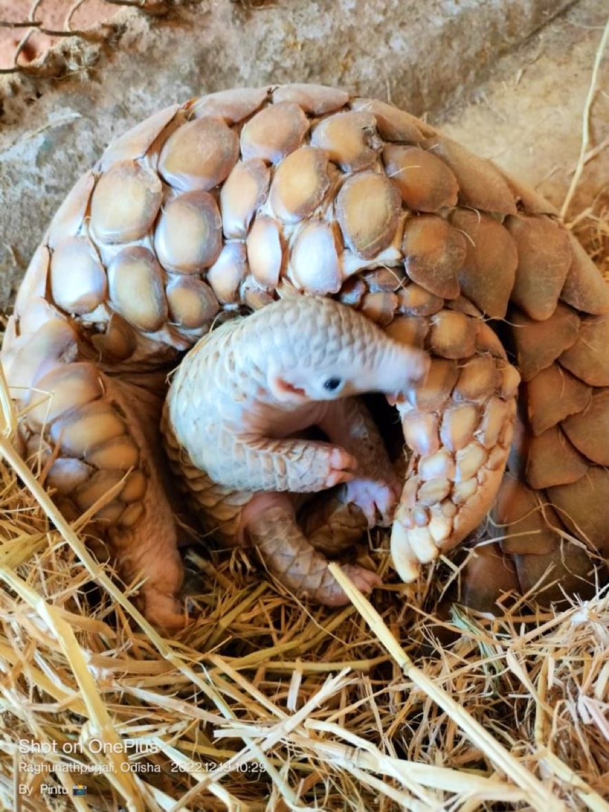 rameshpandeyifs's tweet photo. Here is a good news. 

Ex-situ conservation play a significant role in supporting the critically endangered species to be bread in captivity. Under a conservation breeding program in Nandankanan Zoo, a pangolin has given berth to a baby pangolin. Worth sharing. 

@ddnandankanan https://t.co/AEPHdUSBos
