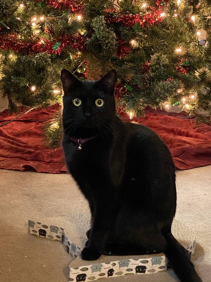 COLTINHOG's tweet photo. melhor natal é com eles https://t.co/DGuR7lJDlk