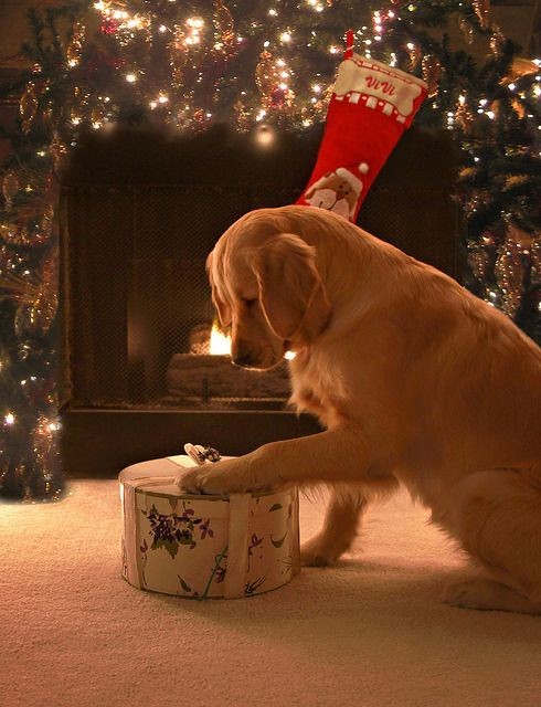 COLTINHOG's tweet photo. melhor natal é com eles https://t.co/DGuR7lJDlk