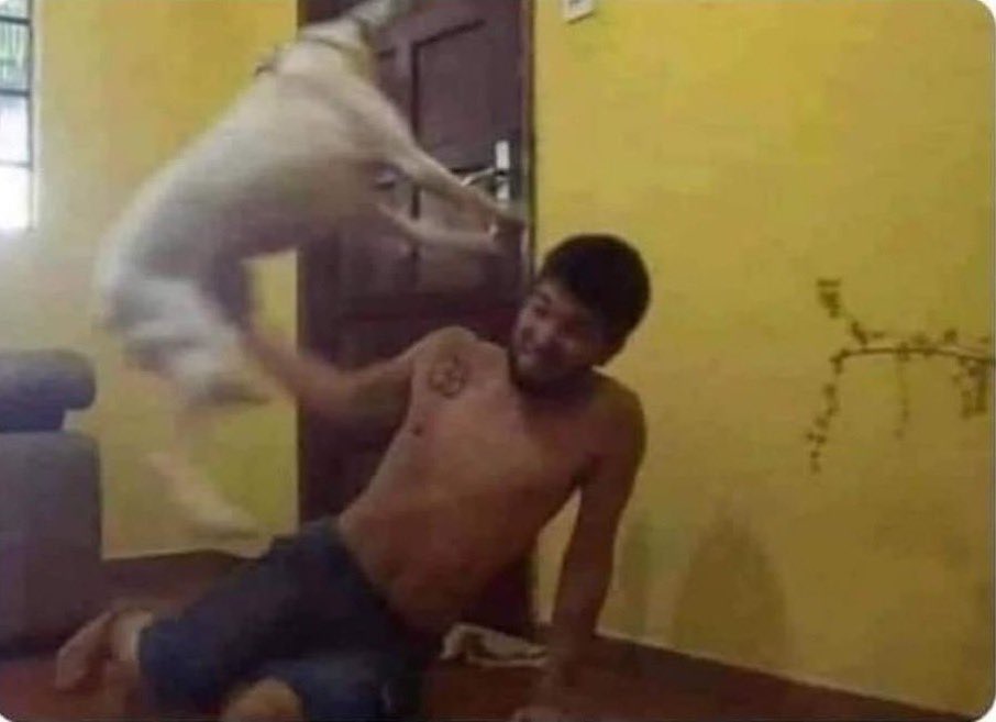 invis4yo's tweet image. “bro stop, I don’t wanna play”

my dog: