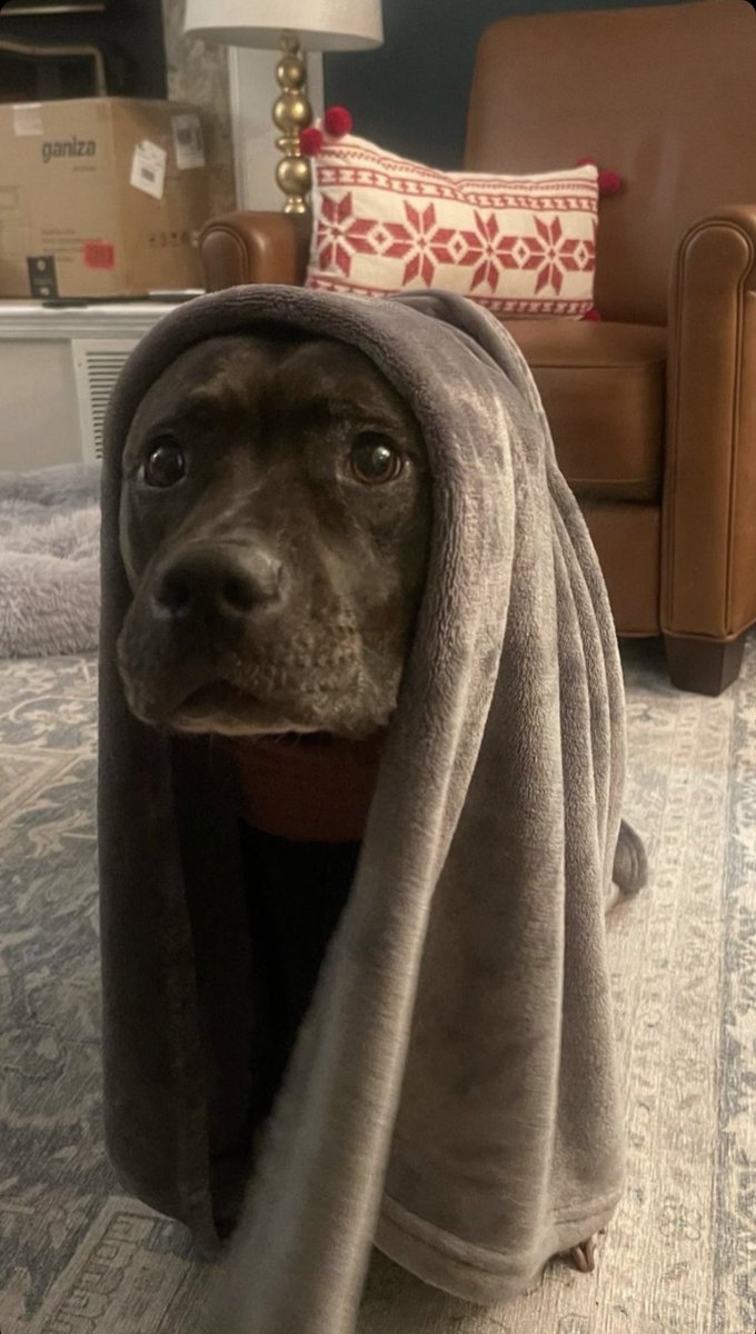 lindesource's tweet image. Maggie via Instagram stories!