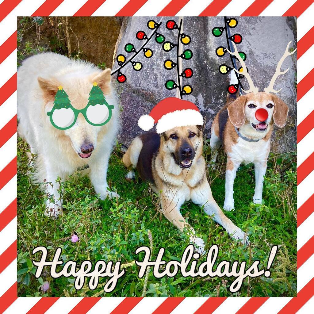 🎄Merry Christmas from our pack to yours! 🎄 #merrychristmas #happyholidays #Gene_sht #Flanders_sht #Ruby_sht #adoptdontshop #beagle #mongrels #christmasdog #christmasdogs