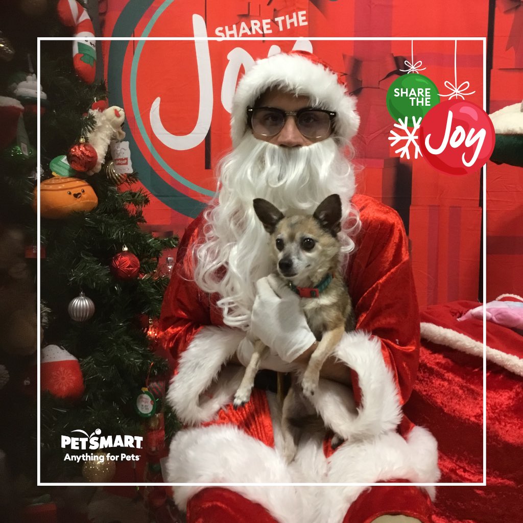 Kuramitos's tweet photo. Happy holidays and merry Christmas to all! #chihuahua #dogsoftwitter #ChristmasEve https://t.co/AZSSeb5XiF