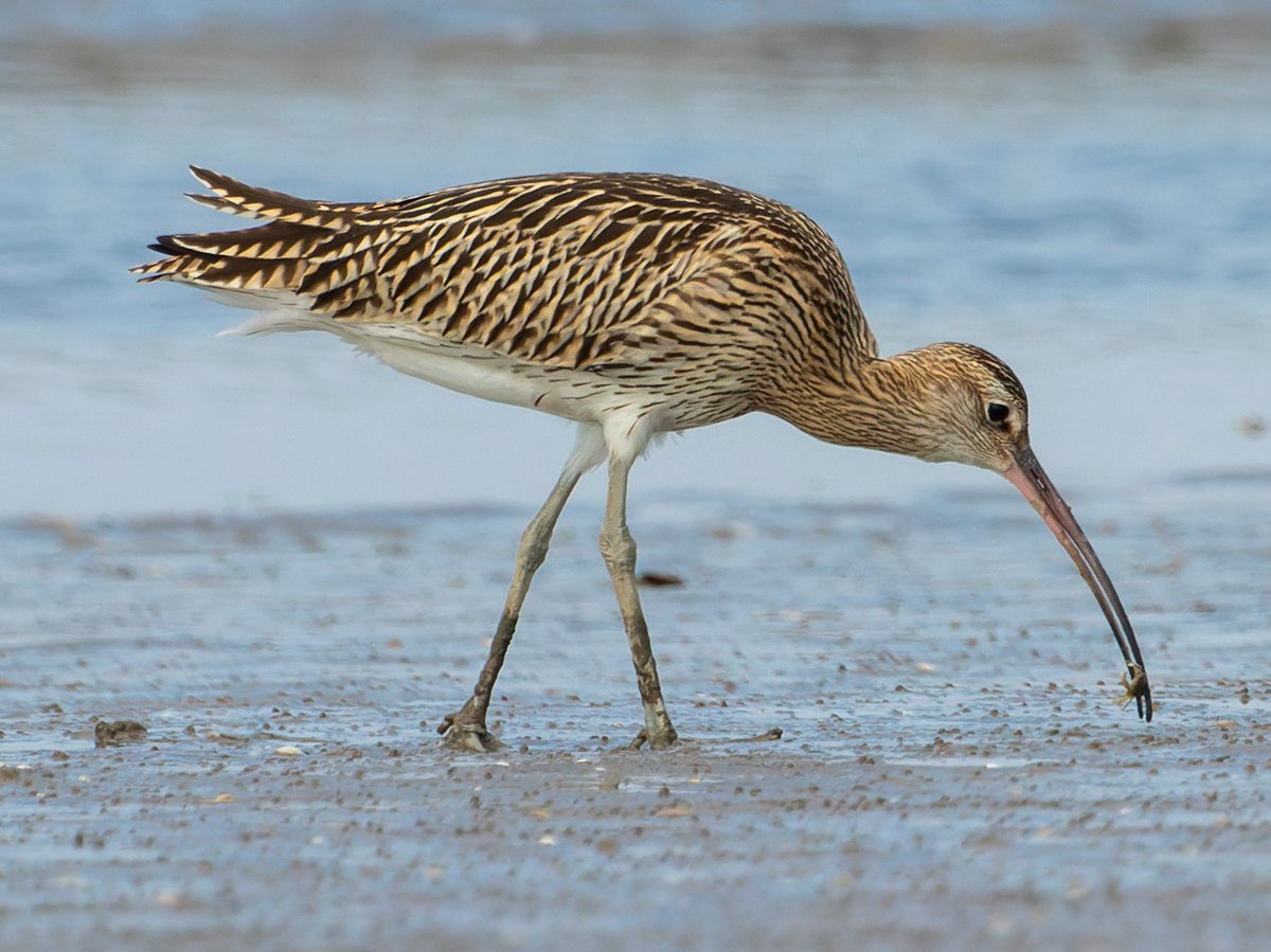 Eurasian curlew 🌍🌏 #Eurasianbirds #Europeanbirds #Asianbirds #Africanbirds | #English #birdnames #birds