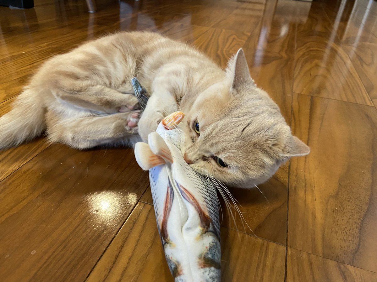 maaathumotodesu's tweet photo. 巷で人気のこちらの魚…まつもと家的には少々お値段張りましたが、あんちゃんの食い付きは🙆🏻♀️でした。イカ耳、肉球全開であります🥹
#ダンシングフィッシュ #ねこまっしぐら #dancingfish #マンチカン #クリームタビー #猫 #CatsOfTwitter #catlover #cats https://t.co/qjVUZ71ful