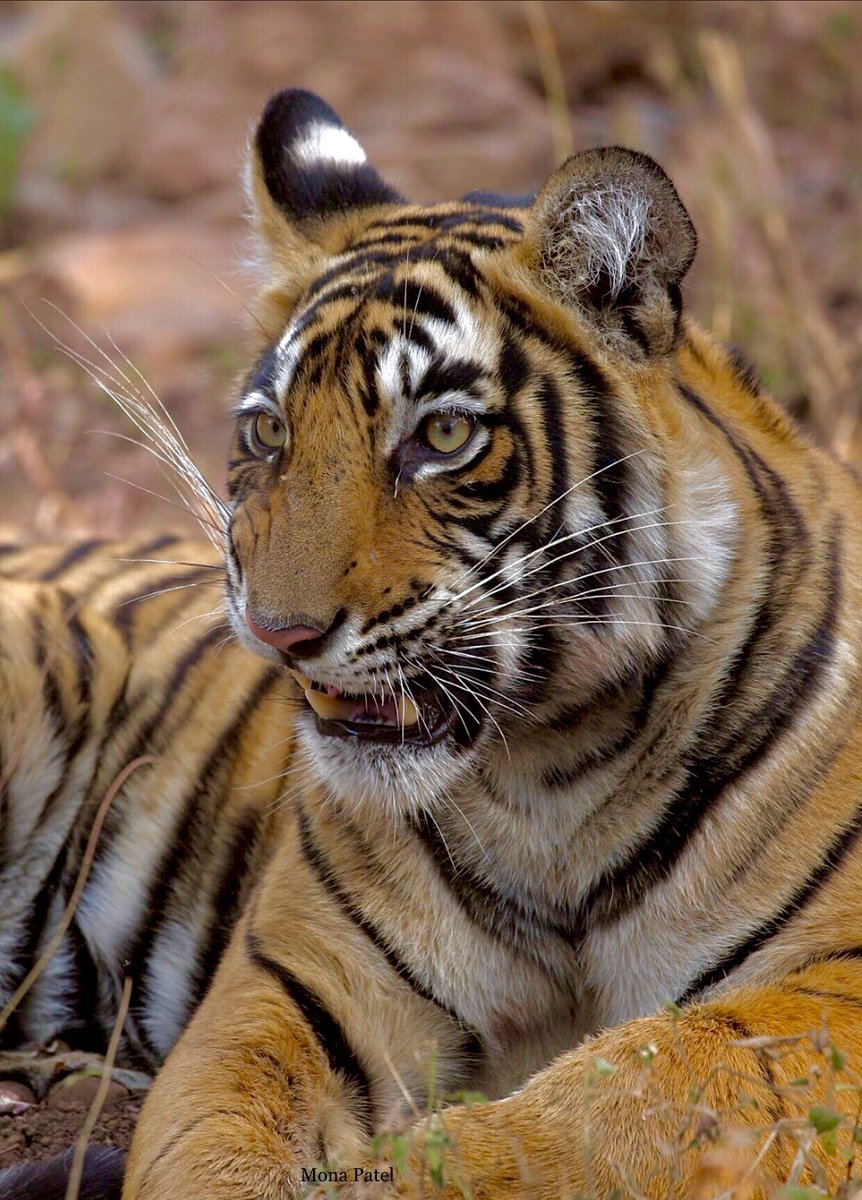 The tiger will see you many times before you see him once. 🐅🥰 

#Ranthambor 🐅🌳#BBCWildlifePOTD #ThePhotoHour #natgeoindia