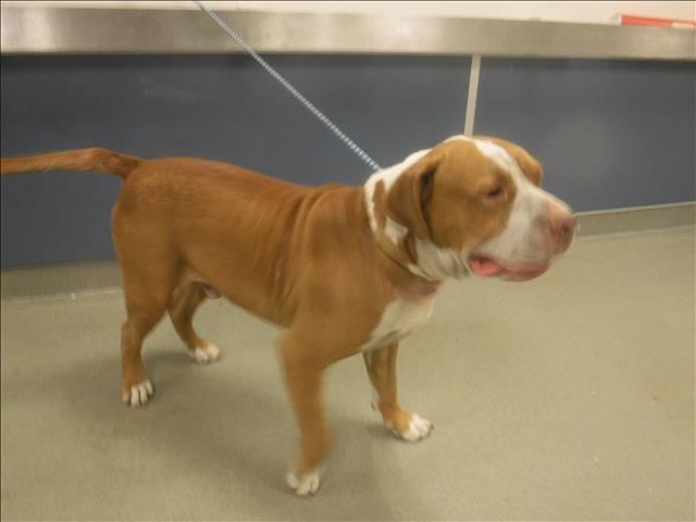 nasrene41's tweet photo. 12/24 #RED is still alive &amp; has managed to survive so far! Begging for a  #FOSTER before @AdoptMiamiPets ends this life! #ForeverHome #SaveRED #PLEDGE #FOSTER #ADOPT #RESCUE  #MDAS #SaveCharlieAct
https://t.co/nCP7QSJYrW

@kionnemcghee @MayorDaniella @SupportPets https://t.co/hdgp0dV0JO