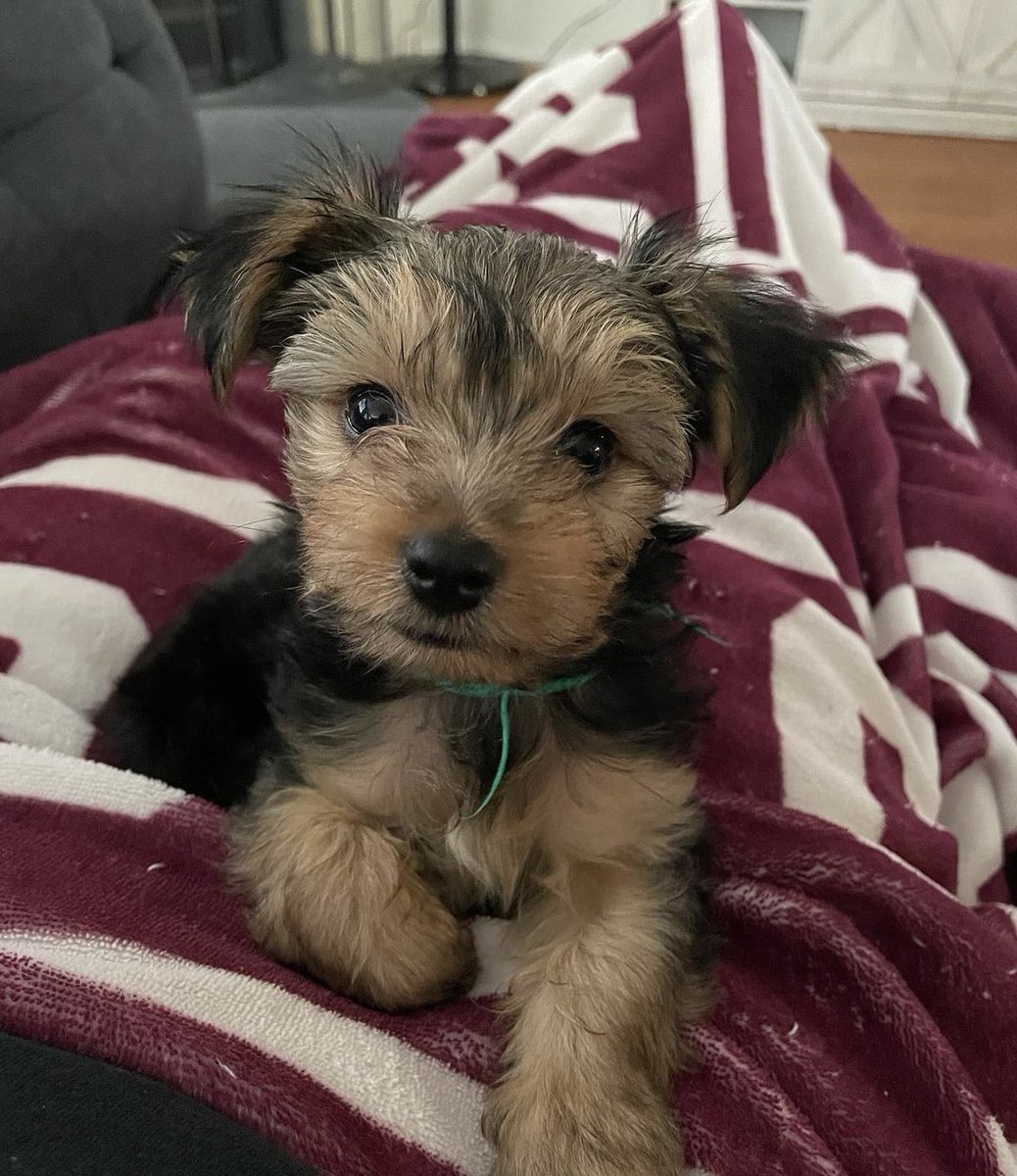 SaraRoseJones's tweet photo. Bringing Winston home ❤️ 🐻 ❤️ https://t.co/jFsgBlxaah