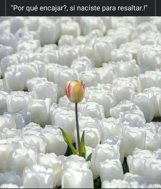 SandyRiCa80's tweet image. Ya va siendo hora chiquitines 
Quisiera arrobarlos a todos los buenos y malos 
Aquí si aplica la de somos más los buenos 
Aprendí mucho de ustedes no cambien 
Sigan brillando