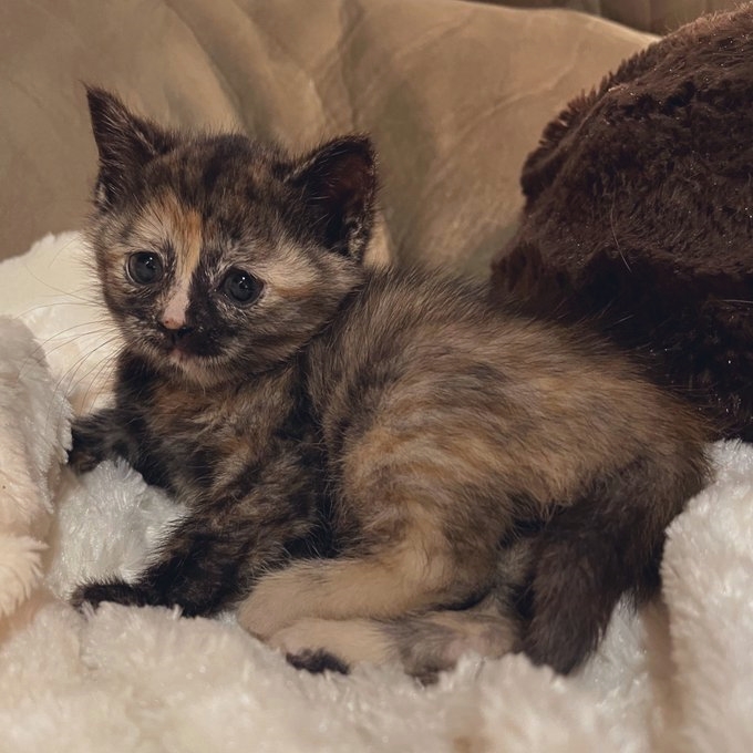 AmandaWsturck's tweet photo. Pals! I’m Ivy. So pleased to meet you! #kittens #CatsOfTwitter #NewFoster https://t.co/aOo37QMJQF