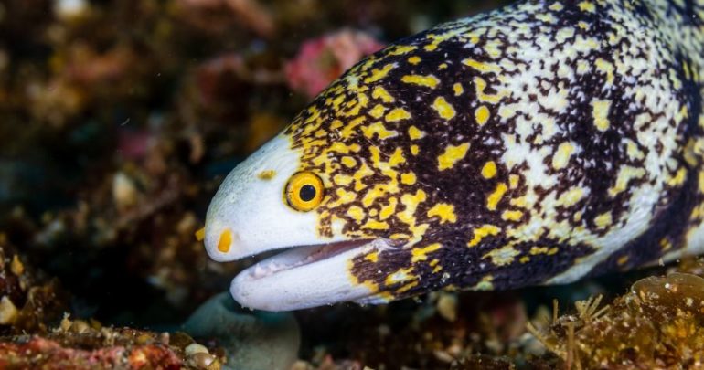 Today's fish is the Snowflake Moray (Echidna nebulosa)!  Most places in the U.S. have seen a crazy winter storm the last couple of days, so the name seems appropriate :) These guys have small, blunt teeth to crush crustaceans.
📸Scubaluna, Andaman, Whit Comberd