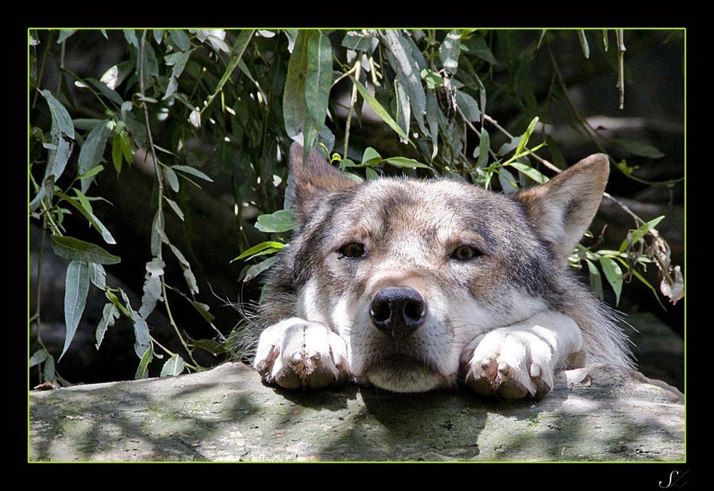 Tallyfurs1998's tweet photo. @WolfWithCoffee Have a cute peaking wolf. https://t.co/t8Uy8Dj2Ej