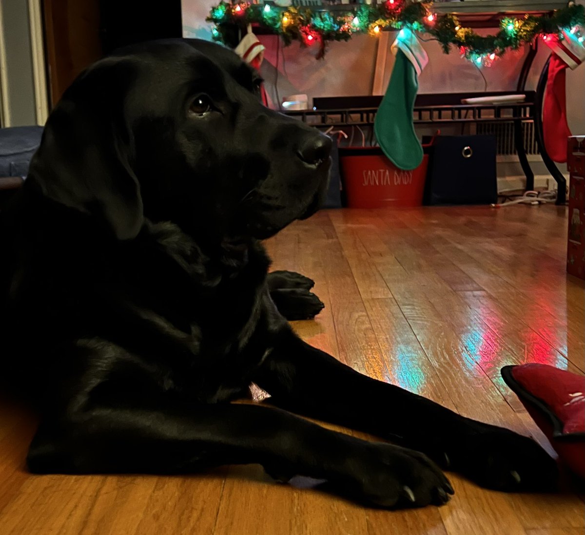 ‘Twas the night before Christmas, when all through the house not a creature was stirring, not even a mouse. #silentnight #christmaseve #santaiscoming #merrychristmas #happypawlidays #diggledog