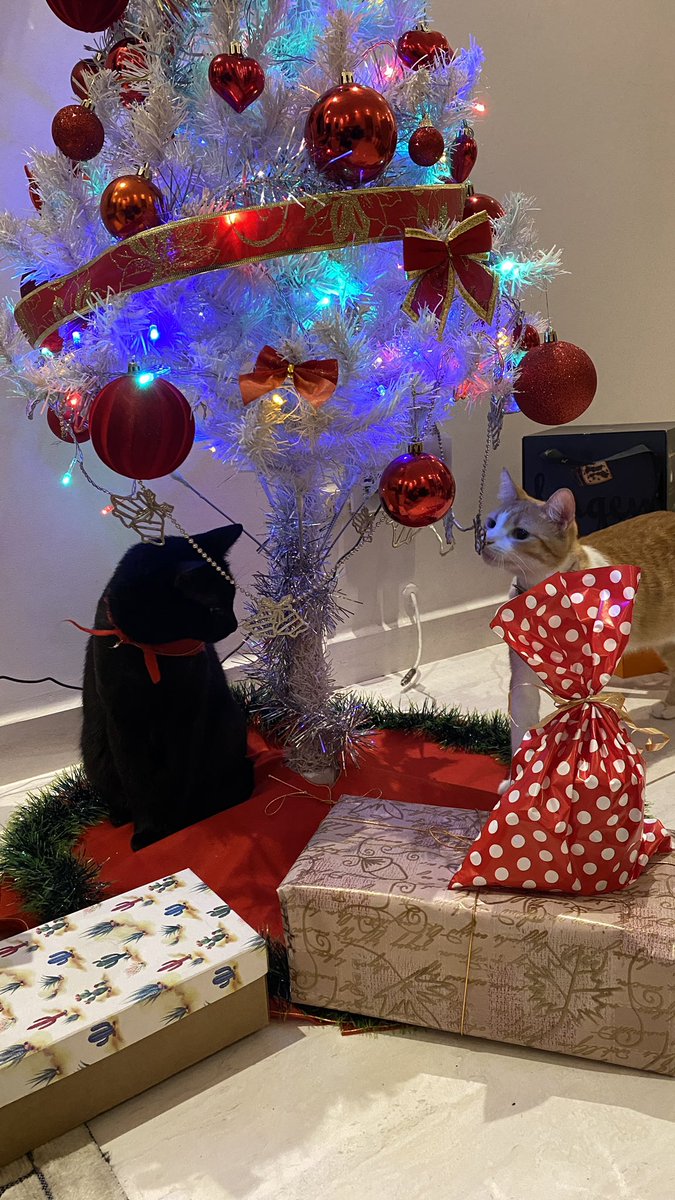 irrelevancherry ☾ tweet media