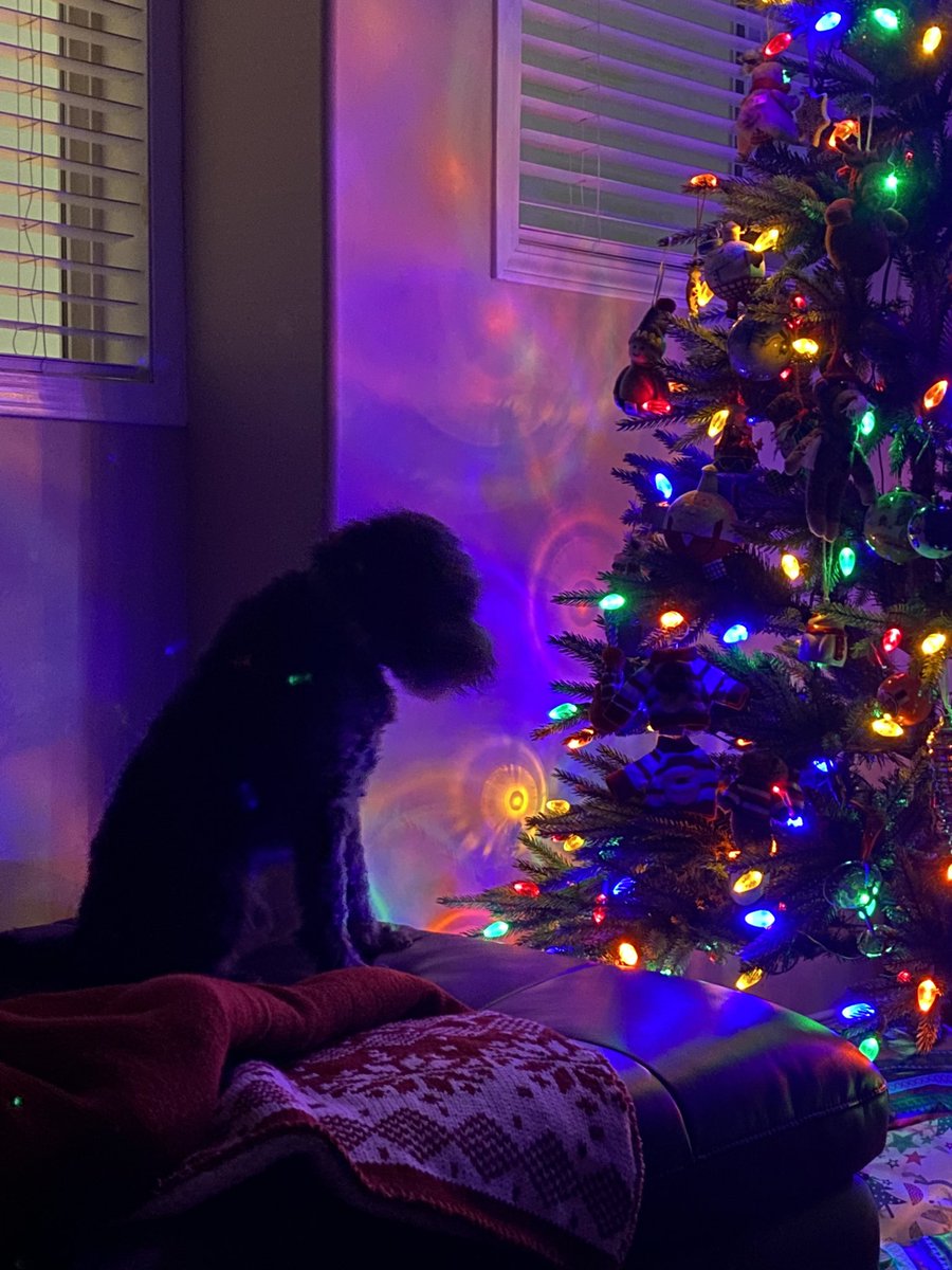 dog_yeg's tweet photo. Waiting. https://t.co/27JD4OLnUb