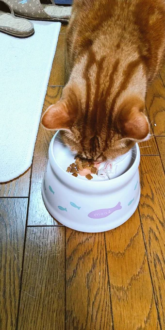 ちゅーるにカリカリおやつとカニカマ的なやつを添えたクリスマスの贅沢をがっつくニャンズ 