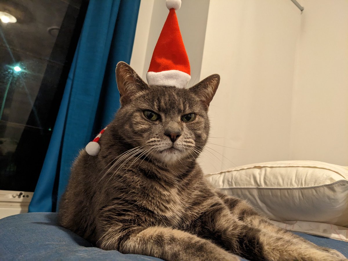 Humoschannel's tweet image. やらされてる感😅
Merry Christmas🎄
#cat #ネコ