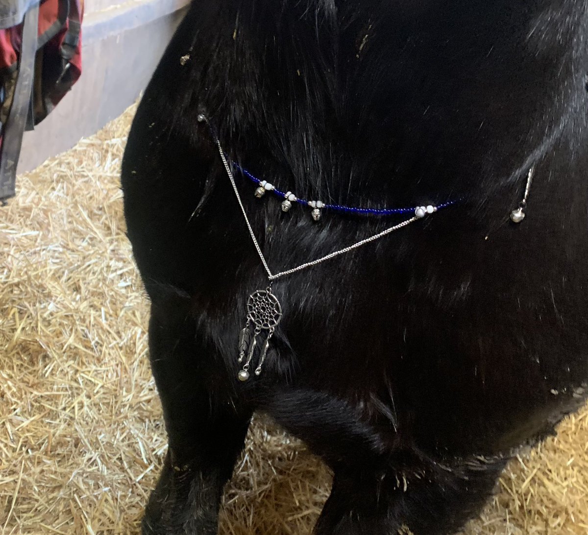 Decided to get in the Xmas spirit by adding bells and white saddle pad to our xmas eve, morning ride ☺️ #jinglealltheway #horse #homemadehorsejewellery #rhythmbeads #wlw #thislesbianloveshorses #xmasspirit #handsomefurbaby