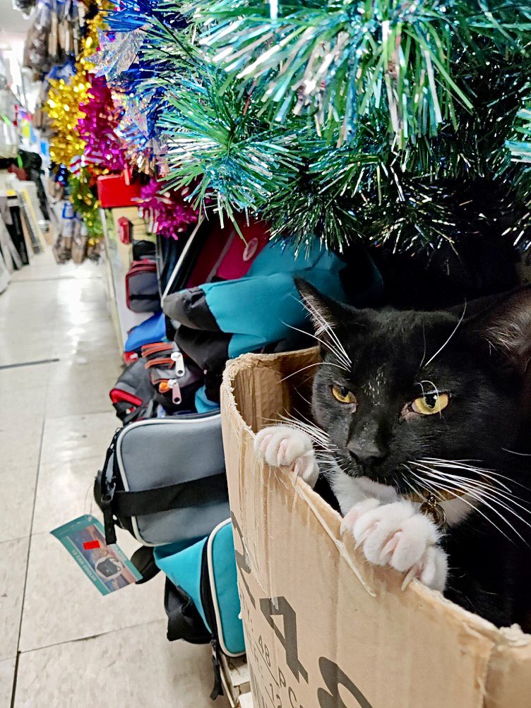 Bodegacats_'s tweet photo. https://t.co/TCkvU5QGvM