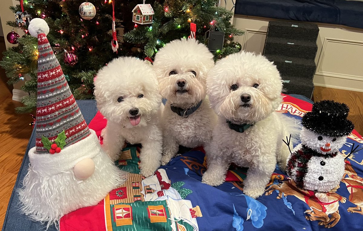 Merry Christmas everyone! 🎄🎁 We did our best to be good all year, now we just wait until morning to see if Santa 🎅🏼 agrees! #merrychristmas #bichonfrise #dogsoftwitter