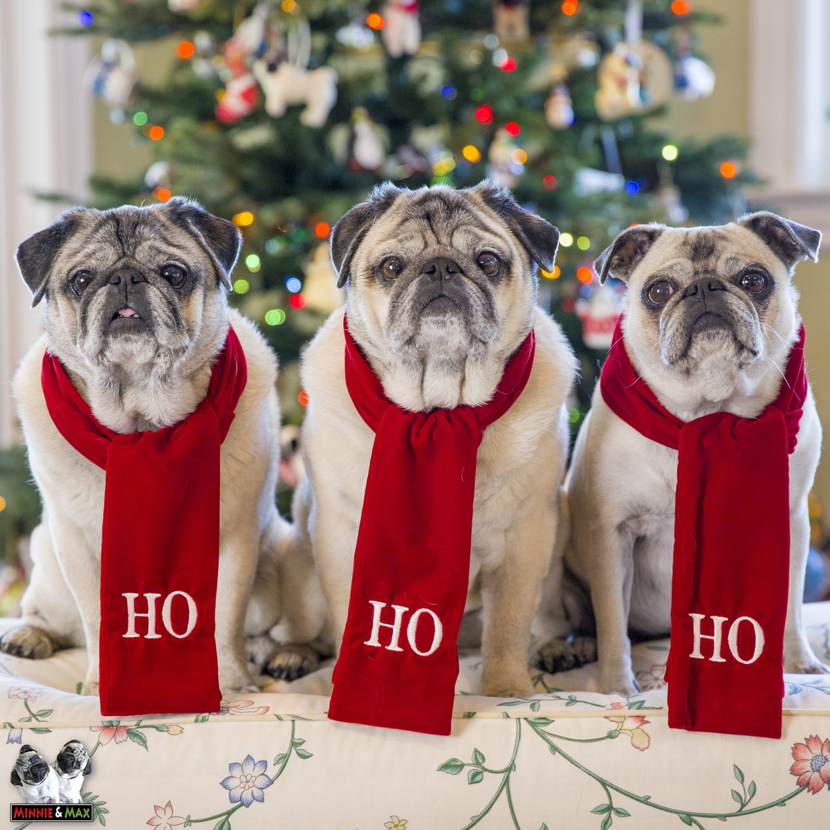 Three Wise Pugs.❤️💚💖🎄
#MerryChristmas #pug