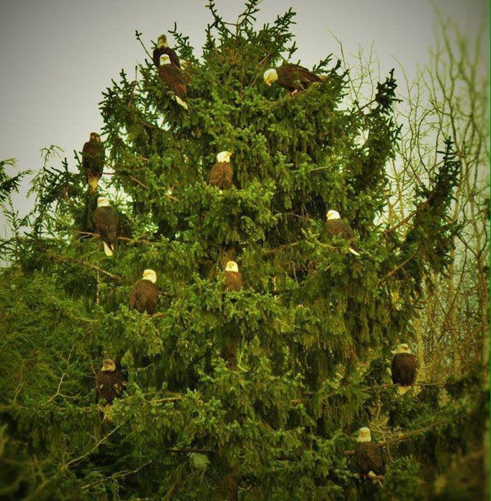 NativeCurator's tweet photo. We put up our Holiday Tree today. #supersacred https://t.co/T2K9htKwvD