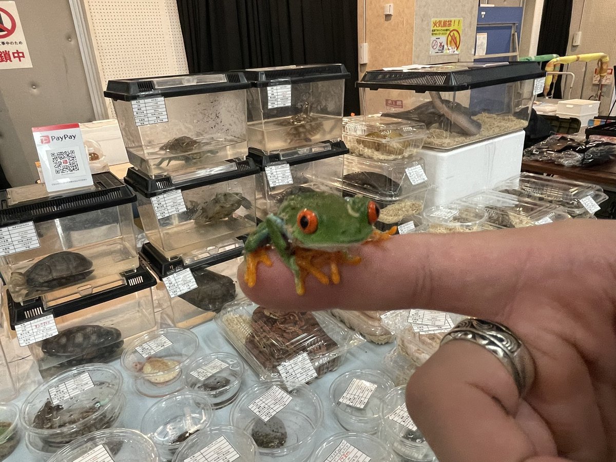 Beberep_F's tweet image. 近畿レプタイルズマーケットただいま準備完了しました。
今日はクリスマスなので気になる生体はスタッフにお声掛けすればいい事ありますよ。
17番ブース、べべれぷにてお待ちしております。
本日も宜しくお願い致します！