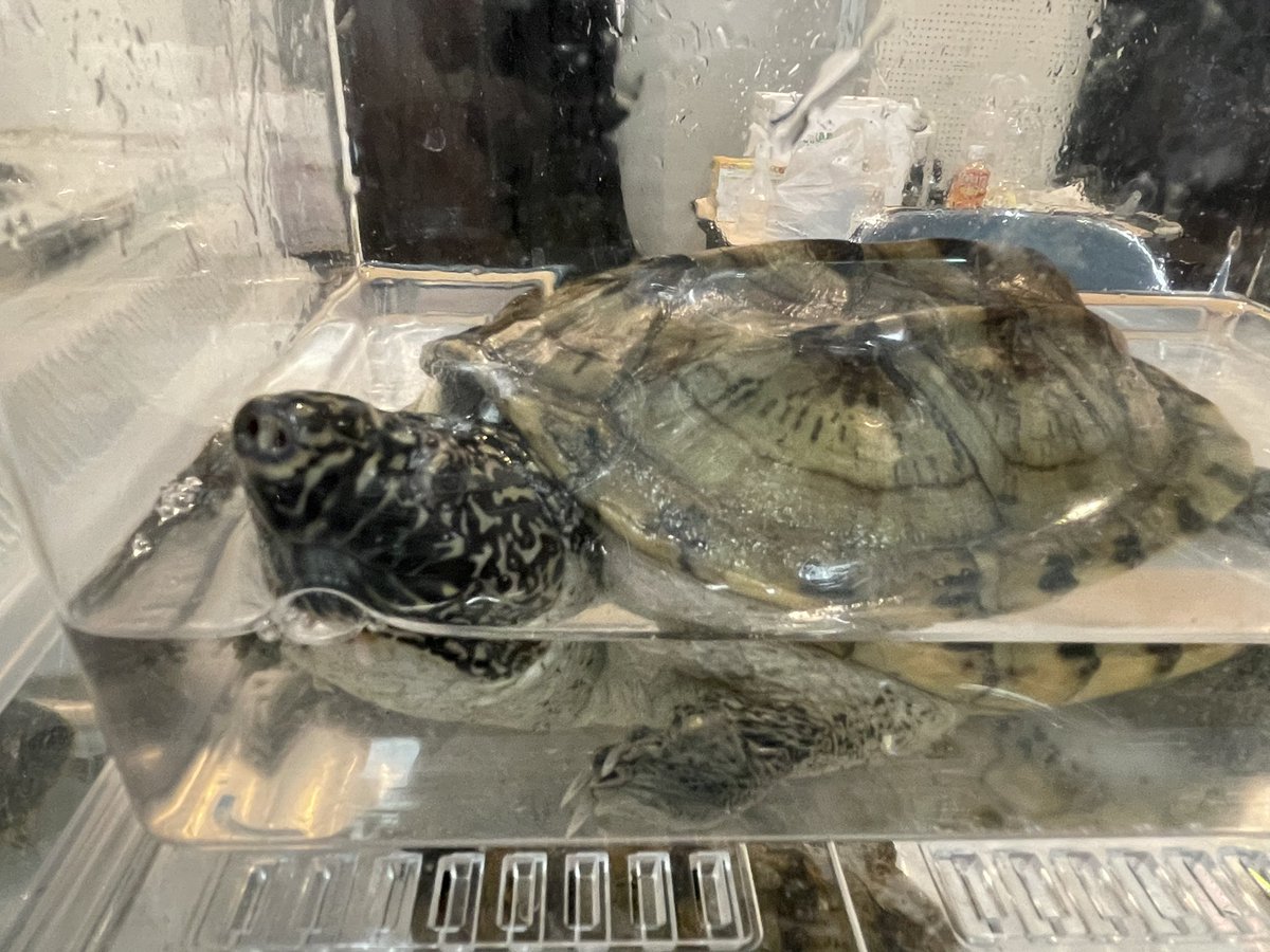 Beberep_F's tweet image. 近畿レプタイルズマーケットただいま準備完了しました。
今日はクリスマスなので気になる生体はスタッフにお声掛けすればいい事ありますよ。
17番ブース、べべれぷにてお待ちしております。
本日も宜しくお願い致します！