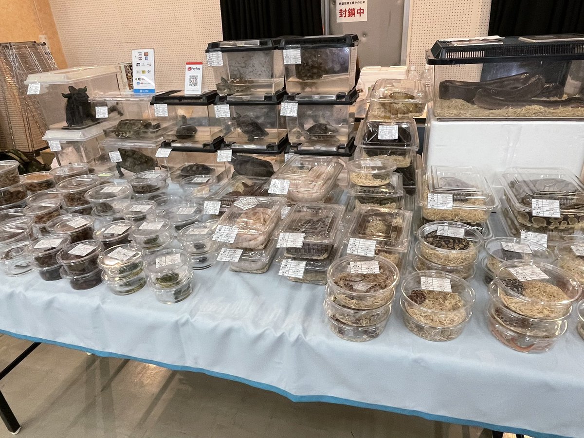 Beberep_F's tweet image. 近畿レプタイルズマーケットただいま準備完了しました。
今日はクリスマスなので気になる生体はスタッフにお声掛けすればいい事ありますよ。
17番ブース、べべれぷにてお待ちしております。
本日も宜しくお願い致します！