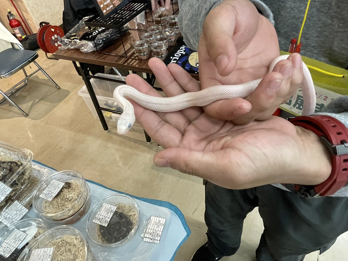 Beberep_F's tweet image. 近畿レプタイルズマーケットただいま準備完了しました。
今日はクリスマスなので気になる生体はスタッフにお声掛けすればいい事ありますよ。
17番ブース、べべれぷにてお待ちしております。
本日も宜しくお願い致します！