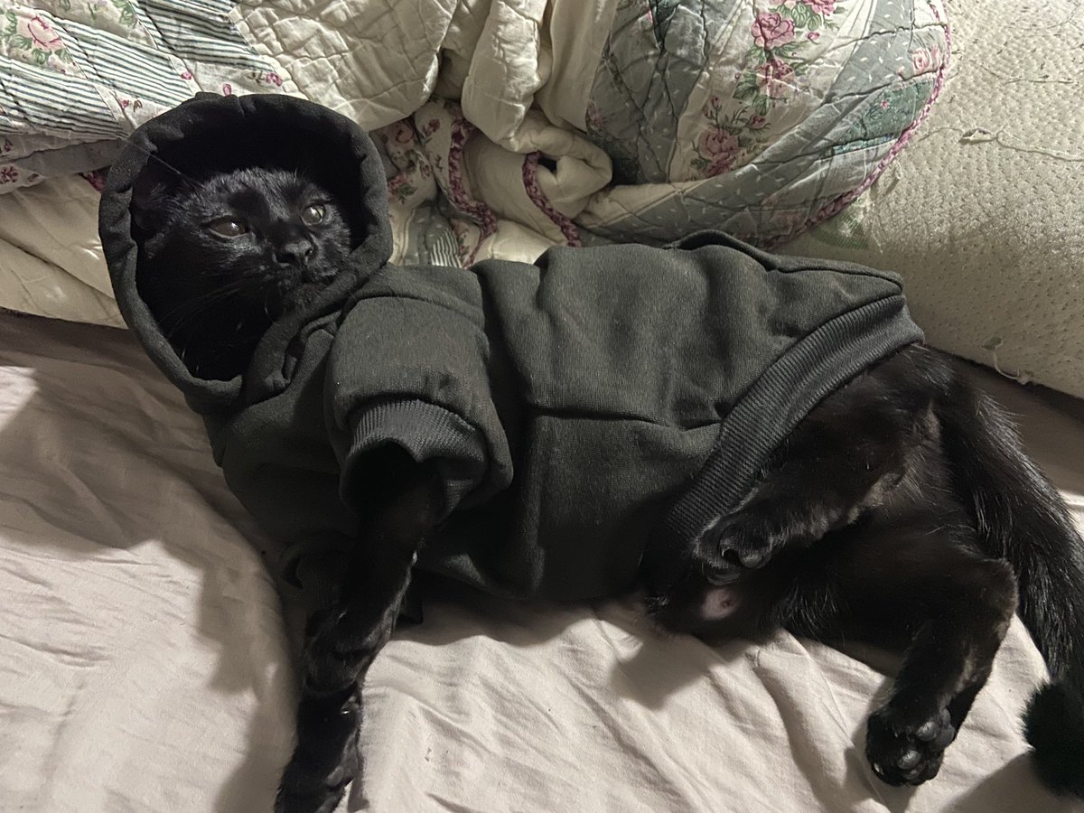 kristamaggard's tweet photo. Merry Christmas from my #CatsInSweaters 🎄😻🤍 https://t.co/ze0kG34XVv