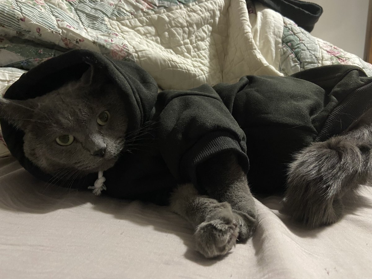 kristamaggard's tweet photo. Merry Christmas from my #CatsInSweaters 🎄😻🤍 https://t.co/ze0kG34XVv